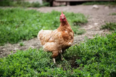 a chicken standing in the grass in a field at Merlhof in Fiè