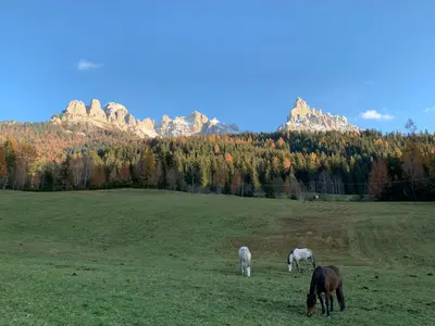 three horses grazing in a field with mountains in the background at Obereggen - Anna in Eggen