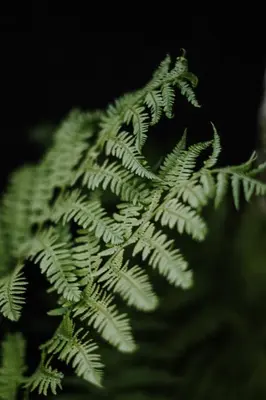 a close up of a green plant at farnhaus in Tirolo