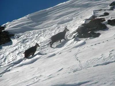 two goats walking up a snow covered mountain at Casa Sorarù in Rocca Pietore