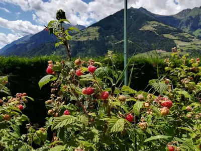 a bunch of red berries on a plant with mountains in the background at Pension Apartments Klotznerhof in Schenna