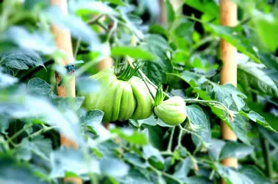a bunch of green vegetables growing on a tree at Pension Apartments Klotznerhof in Schenna