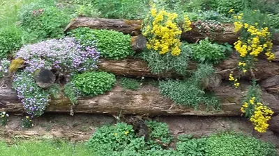 a bunch of flowers growing on a log at Pastrogn 4 in La Valle
