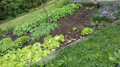 a garden with lettuce and other vegetables in a garden at Pastrogn 4 in La Valle