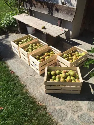 three baskets of apples sitting on the ground next to a bench at Obergereuth Hof 1288 in San Martino
