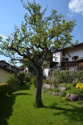 a tree in the middle of a yard at Ferienhaus Winkler in Anterivo