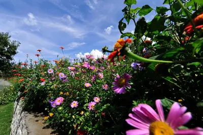 a bunch of colorful flowers in a garden at Pension Laurin in Schenna
