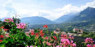 a view of a valley with mountains and pink flowers at Pension Laurin in Schenna