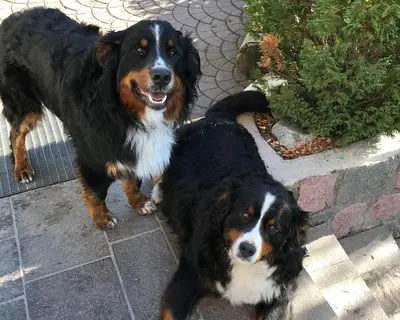 two dogs are standing next to each other at Biohof Hamann in Sarntal