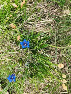 two blue flowers are sitting in the grass at Biohof Hamann in Sarntal