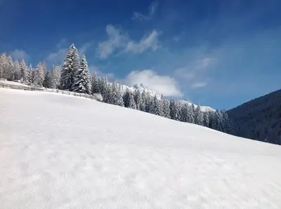 a snow covered slope with trees on a mountain at Biohof Hamann in Sarntal