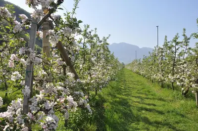 a row of apple trees with pink and white flowers at Schloss-Hof in Appiano sulla Strada del Vino
