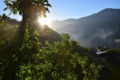 a view of the sun shining through a tree at Obergostnerhof in Chiusa