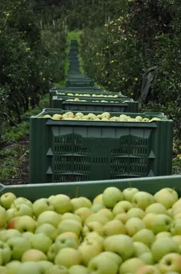 a bunch of green bins filled with green apples at Obergostnerhof in Chiusa