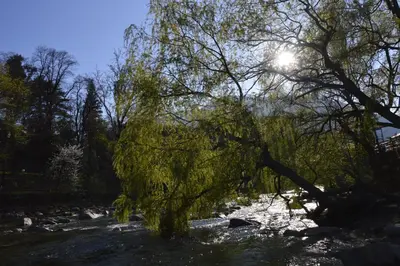 a tree in the middle of a river at Appartment Trojer in Merano