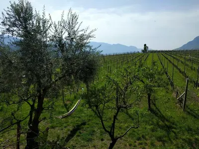 a vineyard with trees and a person in the distance at Weingut Hochleiten in Caldaro