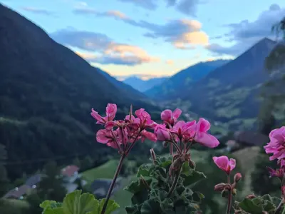a group of pink flowers with mountains in the background at Schlossberg in San Leonardo in Passiria