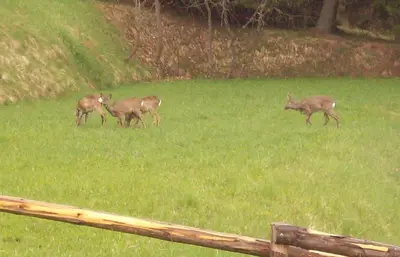 a group of deer in a field of grass at Hotel Ganzaie in Daiano