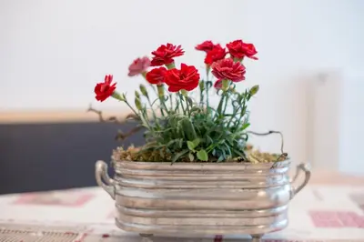 a metal bucket filled with red flowers on a table at Residence Apartment Nelkenstein in Schenna