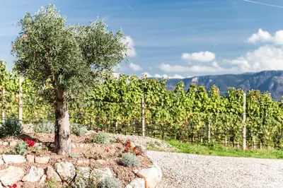 a tree in a rock garden with a vineyard at Hof im Kalch Tramin in Termeno