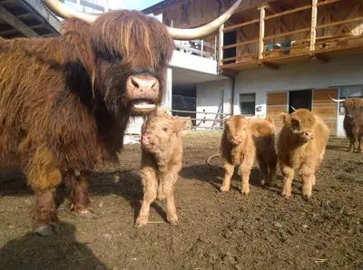 a cow and two baby calves standing next to a building at Apartment Puciacia - Bauernhof in Santa Cristina in Val Gardena