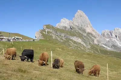 a group of cows grazing in a field with mountains at Apartment Puciacia - Bauernhof in Santa Cristina in Val Gardena
