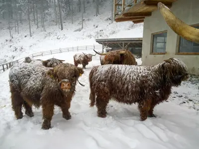 a herd of buffalo standing in the snow at Apartment Puciacia - Bauernhof in Santa Cristina in Val Gardena