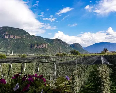 a vineyard with mountains in the background at Gisshübelhof in Andrian