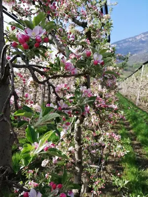 a row of flowering trees with pink and white flowers at Gisshübelhof in Andrian