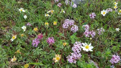 a field of colorful flowers in the grass at Residence Laitacherhof - Modern Apartments with Sauna in Chiusa