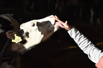 a person is petting a cow with its tongue at Haflingerhof in San Genesio Atesino