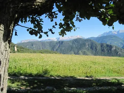 a view of a field with mountains in the background at Haflingerhof in San Genesio Atesino