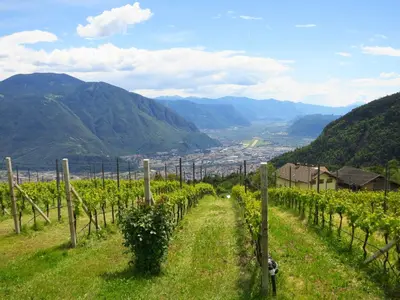 a view of a vineyard with mountains in the background at Haflingerhof in San Genesio Atesino