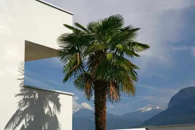 a palm tree in front of a building at Hotel Residence Pernhof in Termeno