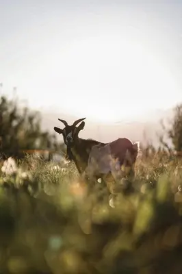 a goat standing in the grass in a field at Kastnerhof in Meltina
