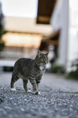 a cat walking on the street in front of a house at Kastnerhof in Meltina