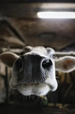 a close up of a dog with its nose at Kastnerhof in Meltina