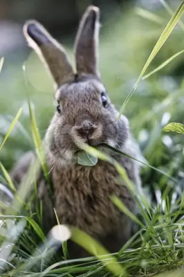 a rabbit sitting in the grass with a leaf in its mouth at Kastnerhof in Meltina