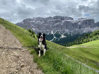 a black and white dog sitting on the side of a hill at Apartment Nido in Selva di Val Gardena