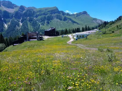 a field of flowers on a hill with mountains at Piccolo Igloo in Falcade