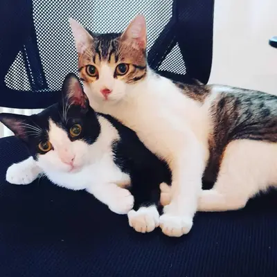 two cats laying on top of a chair at HomeSuiteHome in Merano