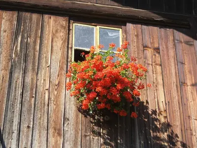 a basket of red flowers hanging from a window on a barn at Steierhof in Feldthurns