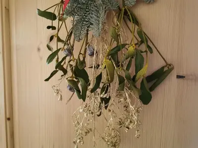 a plant is hanging on a wall at Vista Pelmo in Colle Santa Lucia