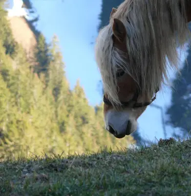 a horse with long hair standing in the grass at ban Hofa in Bressanone