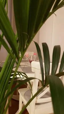 a table with glasses and a plant in front of it at Appartamento centro terme merano in Merano