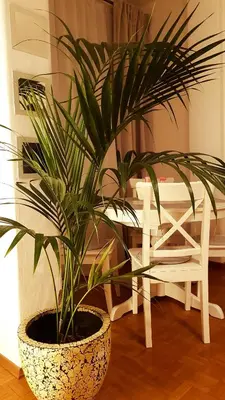 a plant in a pot sitting next to a table at Appartamento centro terme merano in Merano