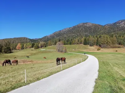 a group of horses grazing in a field next to a road at Appartamento Pezzol in Daiano