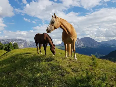 two horses standing on top of a grassy hill at Hotel Garni Vanadis in Ortisei