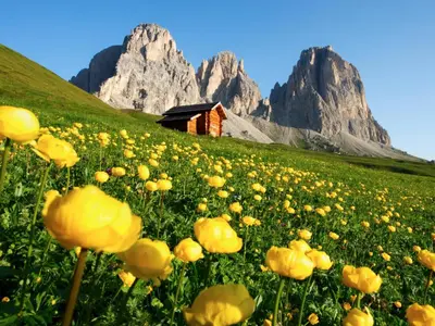 a field of yellow flowers with mountains in the background at Apartment Brunel - SOF772 by Interhome in Soraga