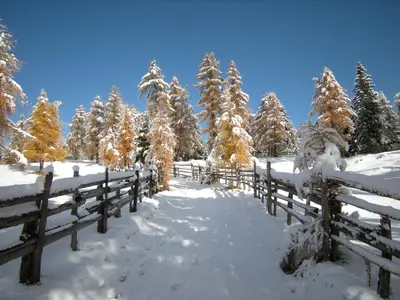 a snow covered forest with snow covered trees and a fence at Laugen B&B in San Felice